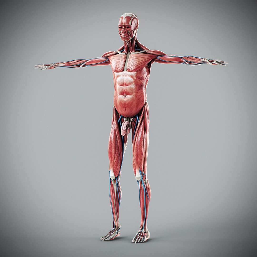 Human Male Anatomy 3D Model – Detailed Anatomical Systems, FBX, OBJ - View 22