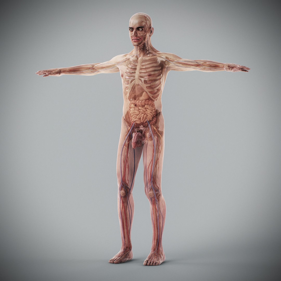 Human Male Anatomy 3D Model – Detailed Anatomical Systems, FBX, OBJ - View 23