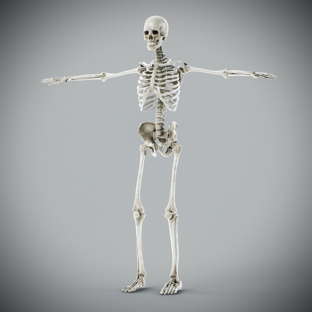 Human Male Anatomy 3D Model – Detailed Anatomical Systems, FBX, OBJ - View 24