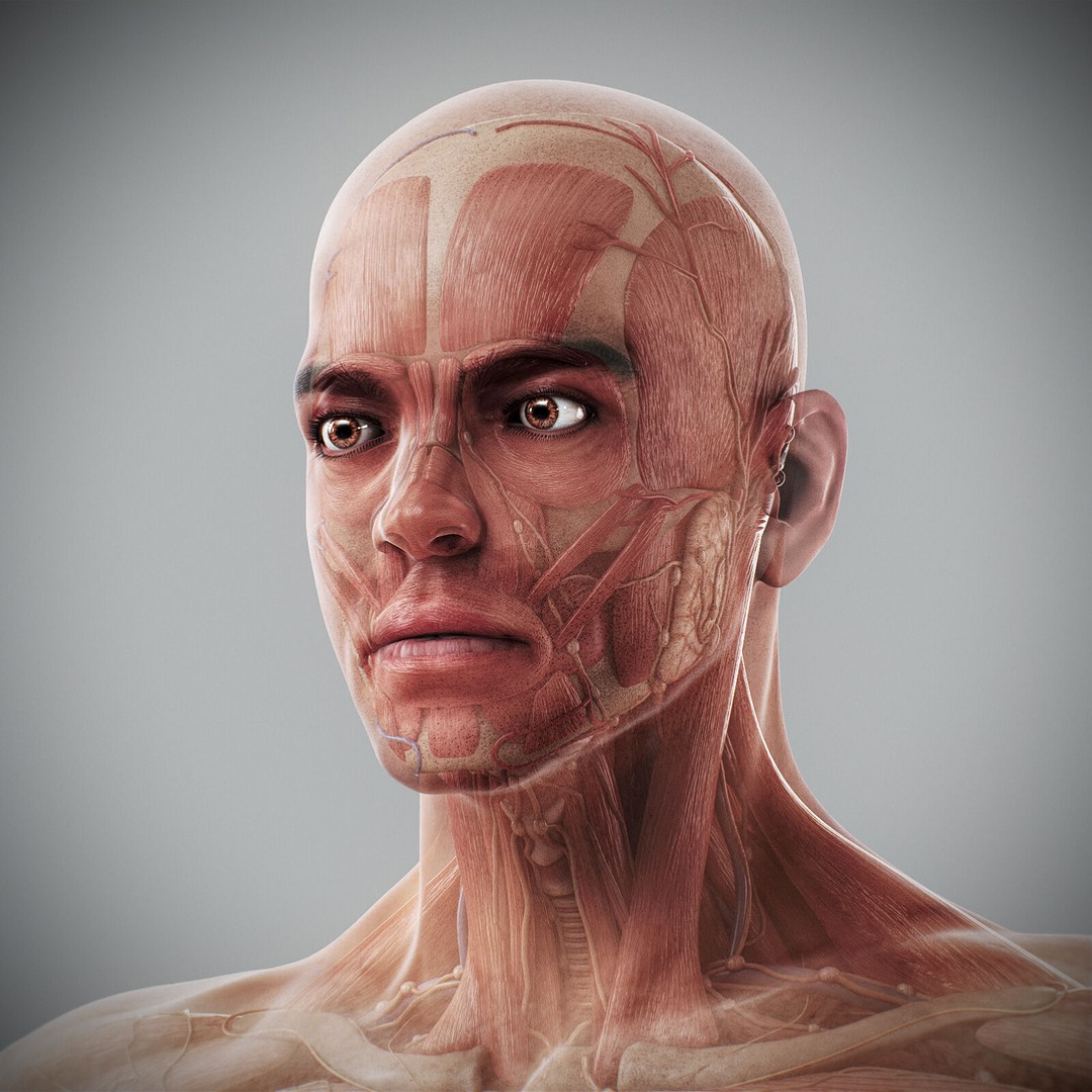 Human Male Anatomy 3D Model – Detailed Anatomical Systems, FBX, OBJ - View 27