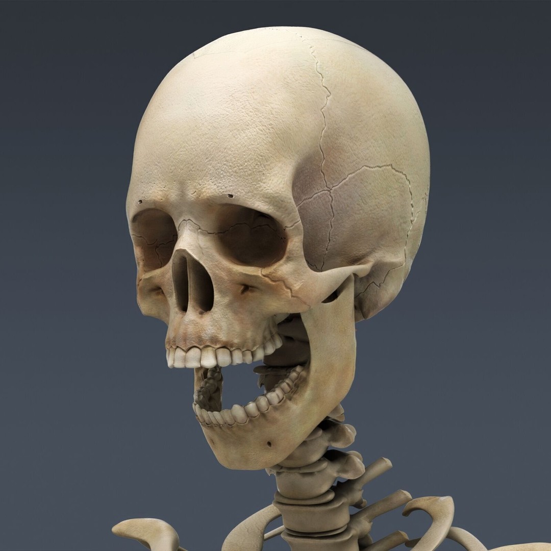 Human Male Anatomy 3D Model – Detailed Anatomical Systems, FBX, OBJ - View 28