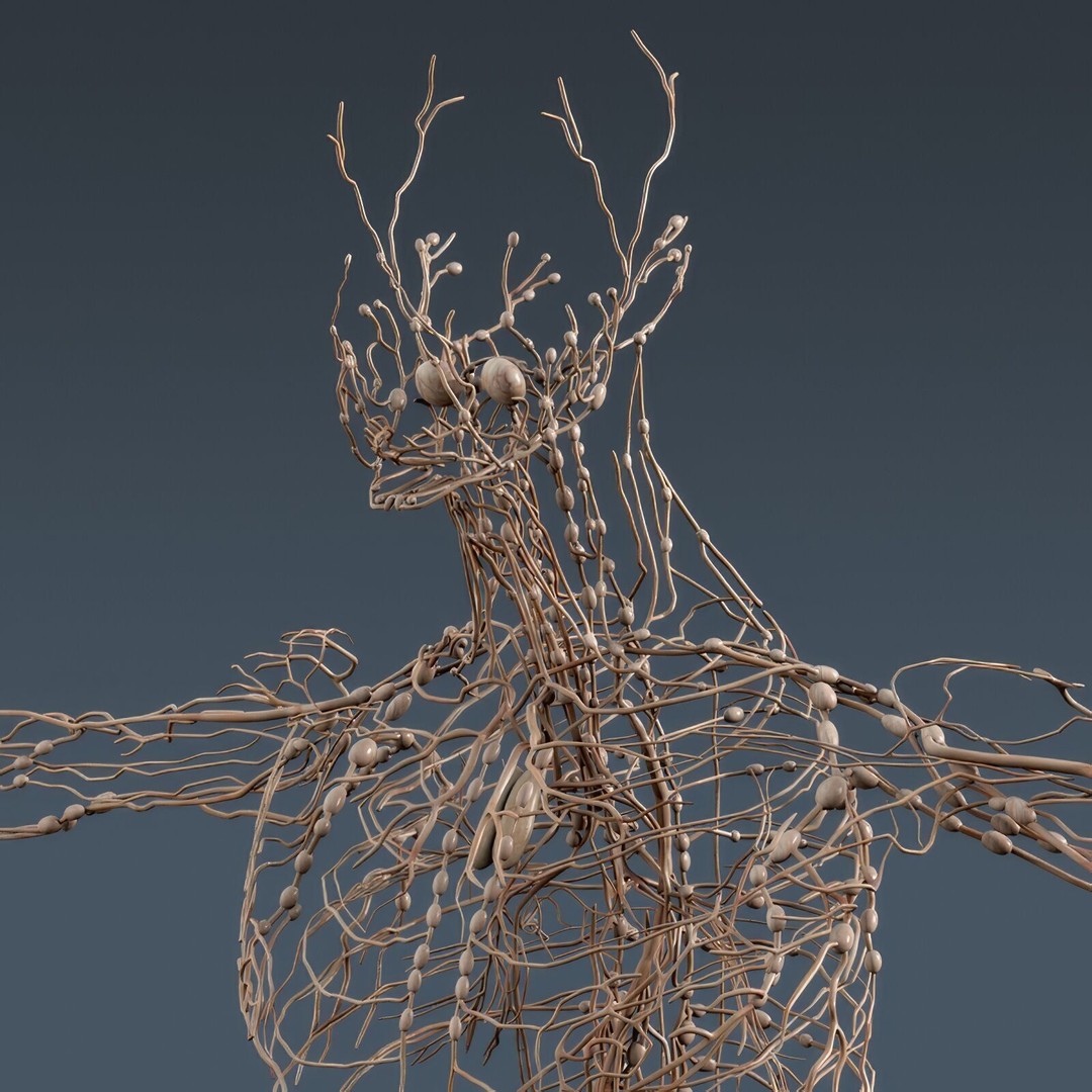 Human Male Anatomy 3D Model – Detailed Anatomical Systems, FBX, OBJ - View 31