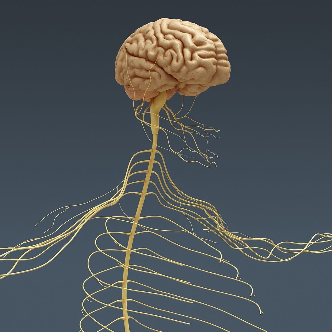 Human Male Anatomy 3D Model – Detailed Anatomical Systems, FBX, OBJ - View 32