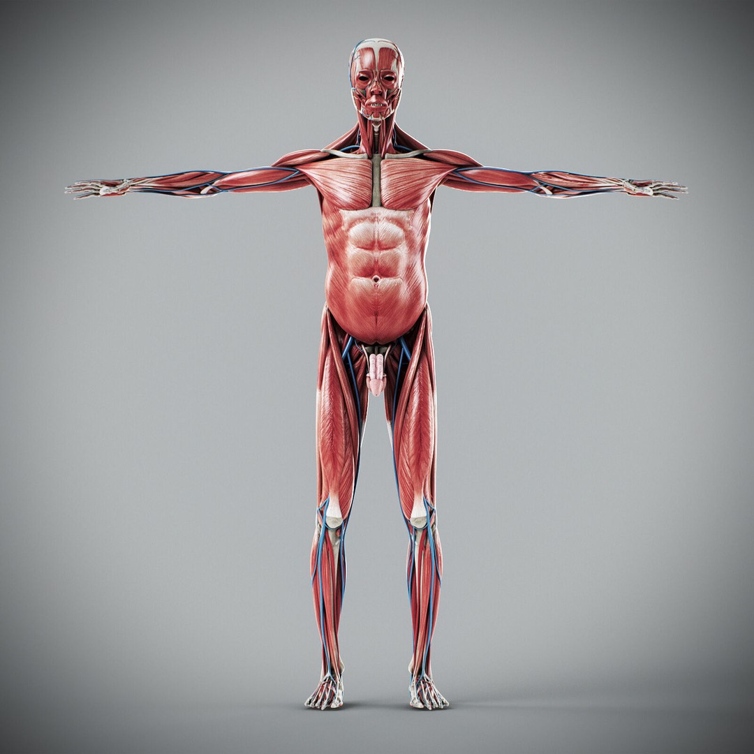 Human Male Anatomy 3D Model – Detailed Anatomical Systems, FBX, OBJ - View 33