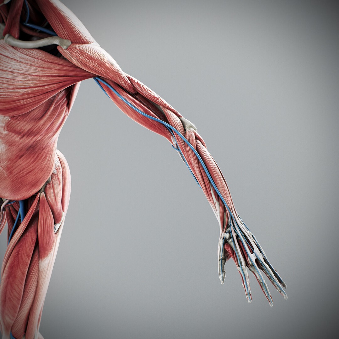 Human Male Anatomy 3D Model – Detailed Anatomical Systems, FBX, OBJ - View 34