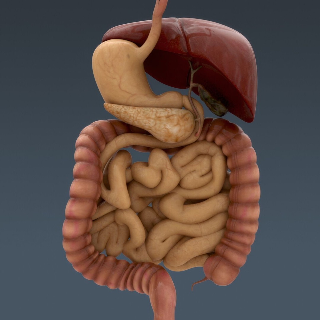 Human Male Anatomy 3D Model – Detailed Anatomical Systems, FBX, OBJ - View 38