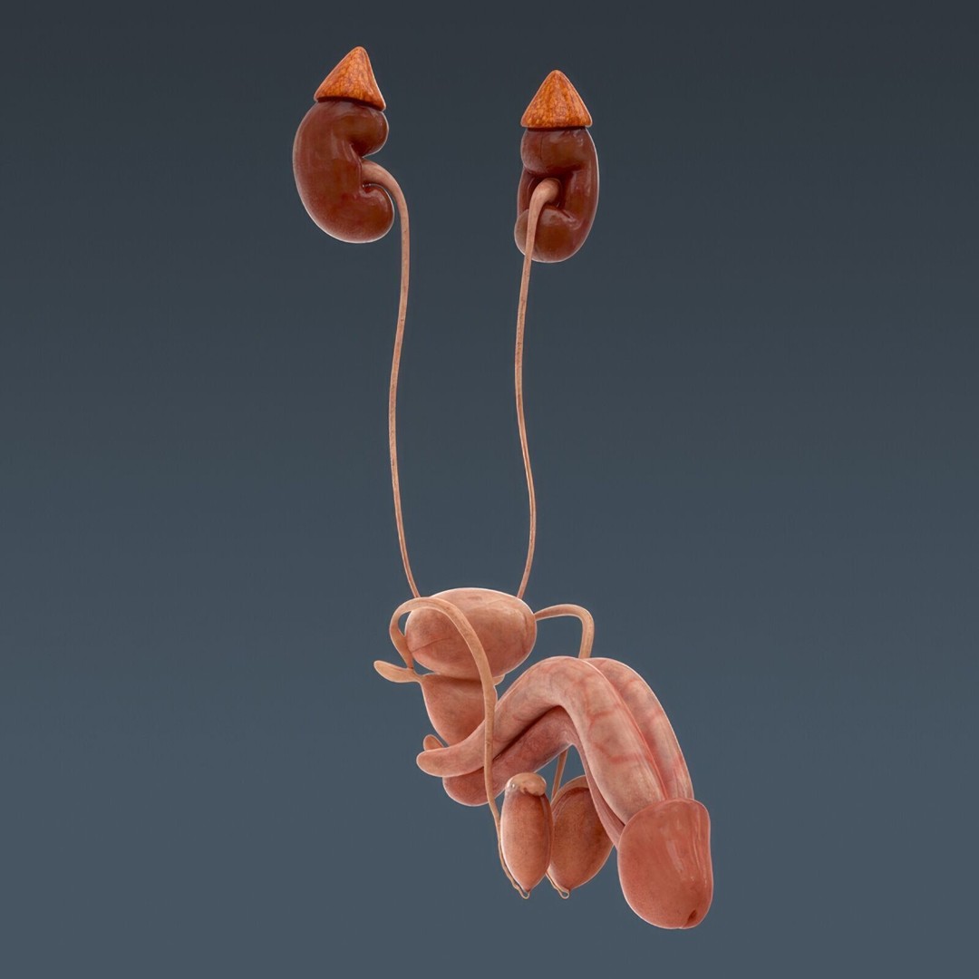 Human Male Anatomy 3D Model – Detailed Anatomical Systems, FBX, OBJ - View 39