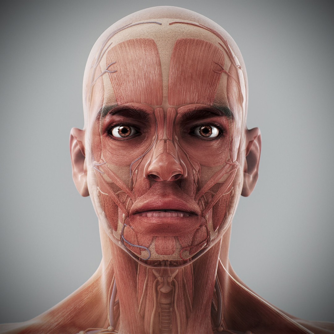 Human Male Anatomy 3D Model – Detailed Anatomical Systems, FBX, OBJ - View 4