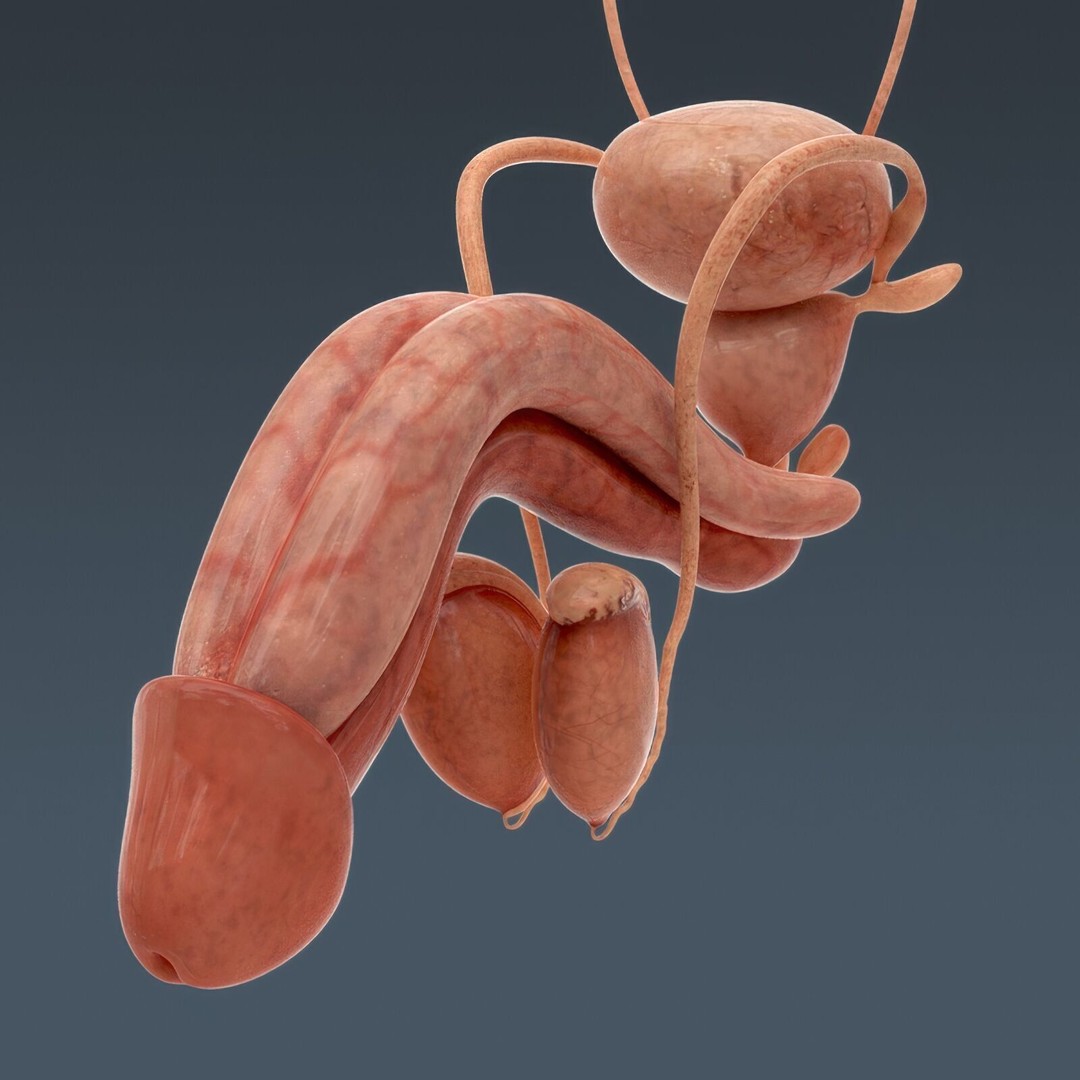 Human Male Anatomy 3D Model – Detailed Anatomical Systems, FBX, OBJ - View 40