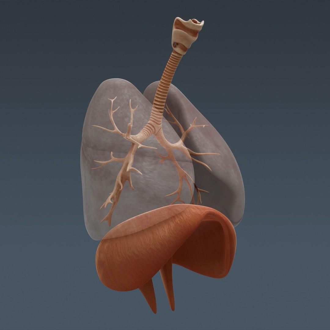 Human Male Anatomy 3D Model – Detailed Anatomical Systems, FBX, OBJ - View 42