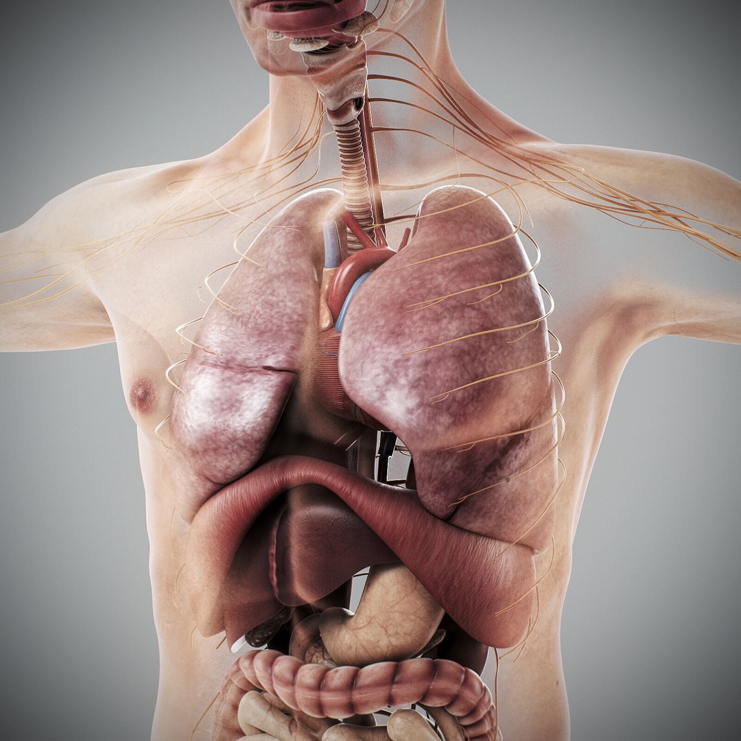 Human Male Anatomy 3D Model – Detailed Anatomical Systems, FBX, OBJ - View 43