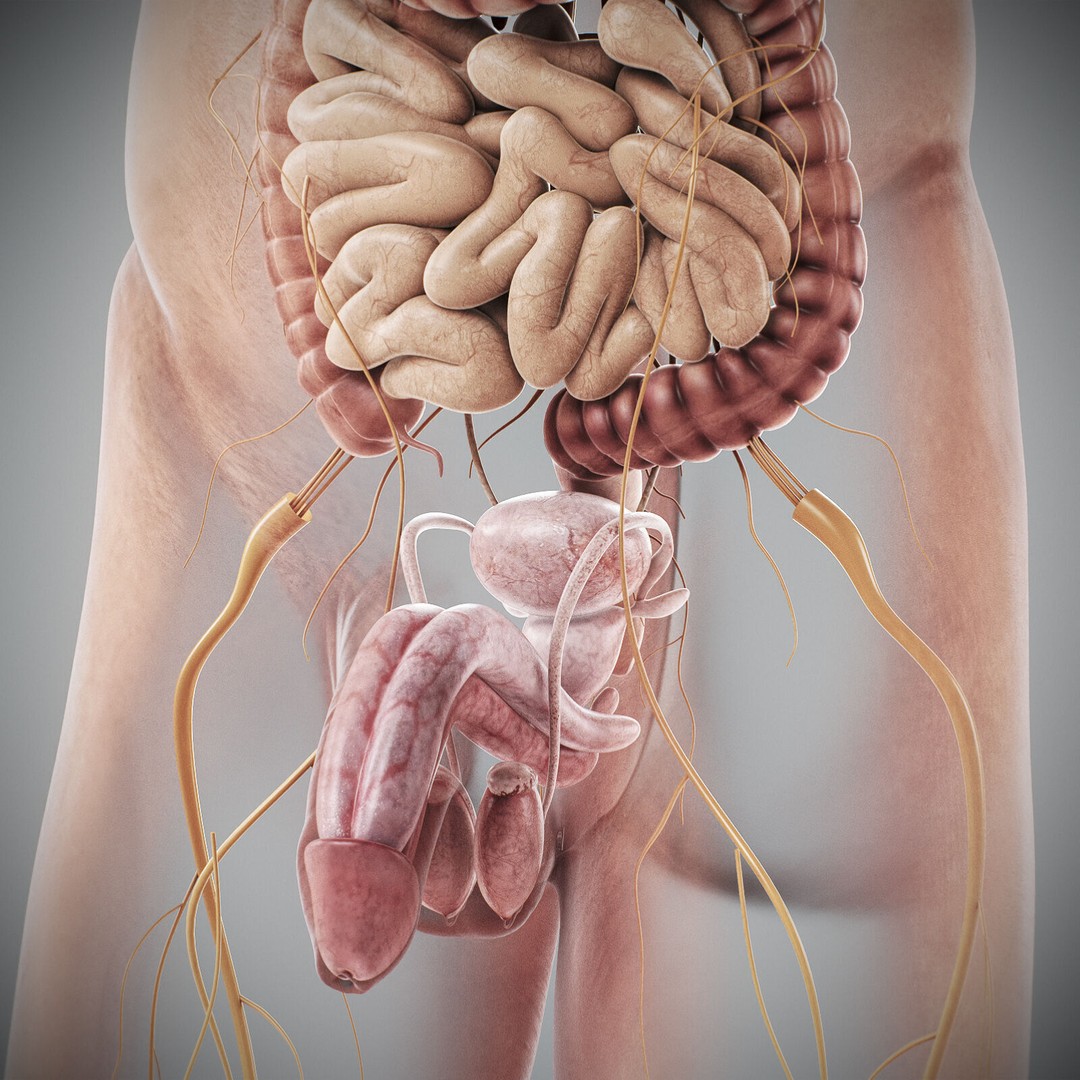 Human Male Anatomy 3D Model – Detailed Anatomical Systems, FBX, OBJ - View 44