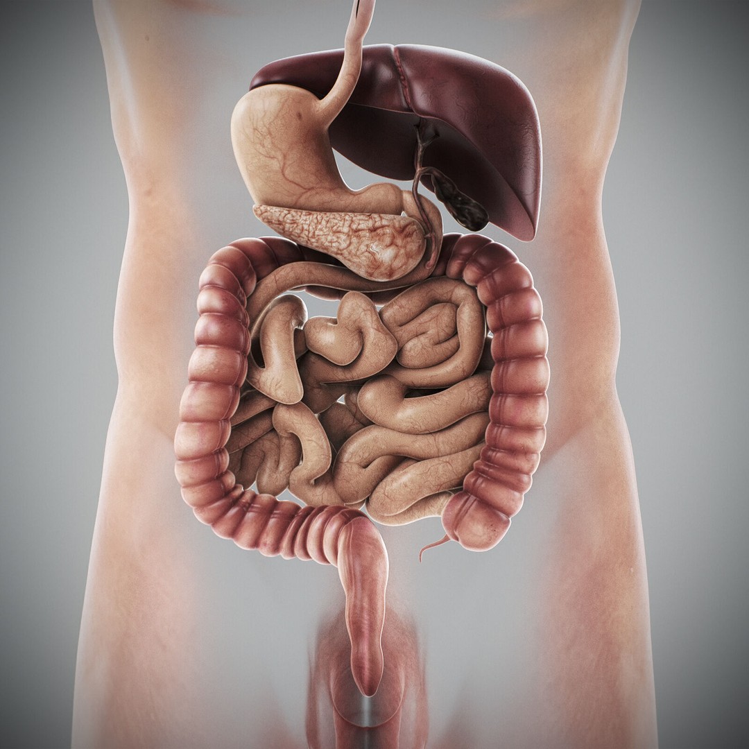 Human Male Anatomy 3D Model – Detailed Anatomical Systems, FBX, OBJ - View 45