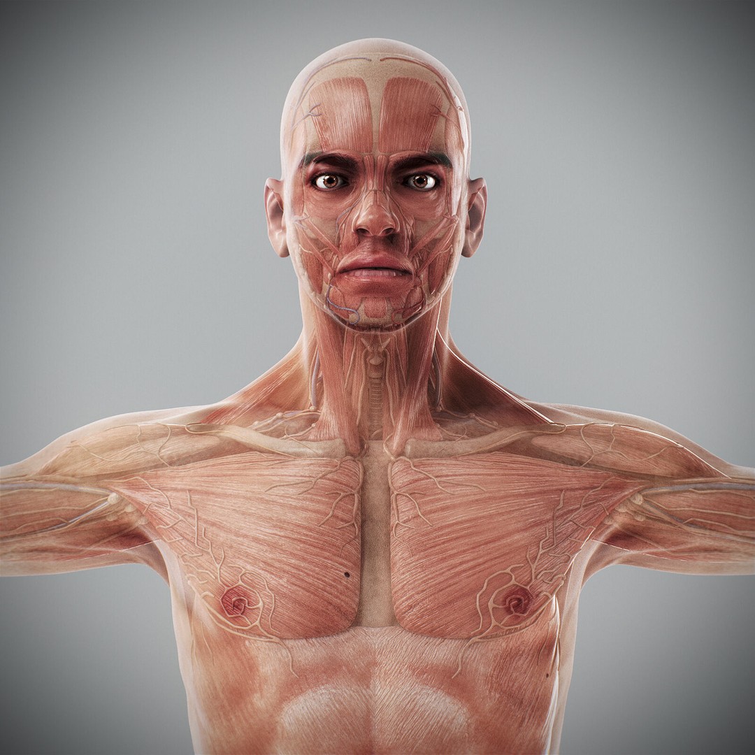Human Male Anatomy 3D Model – Detailed Anatomical Systems, FBX, OBJ - View 46