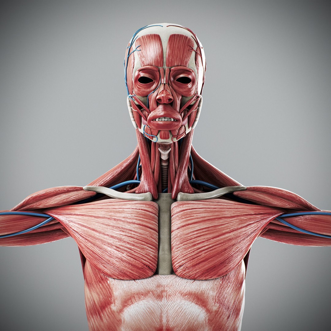 Human Male Anatomy 3D Model – Detailed Anatomical Systems, FBX, OBJ - View 47