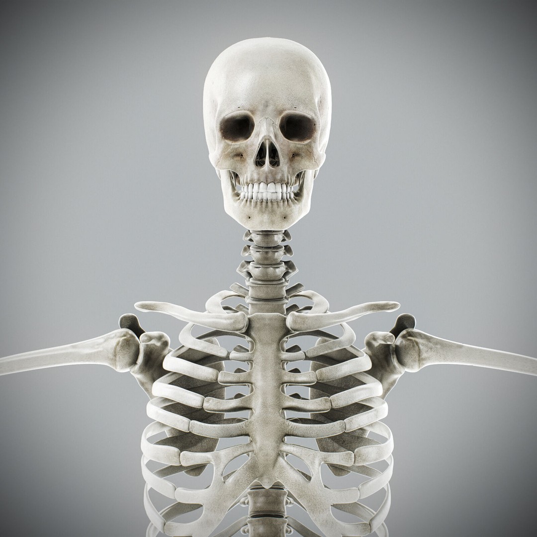 Human Male Anatomy 3D Model – Detailed Anatomical Systems, FBX, OBJ - View 48