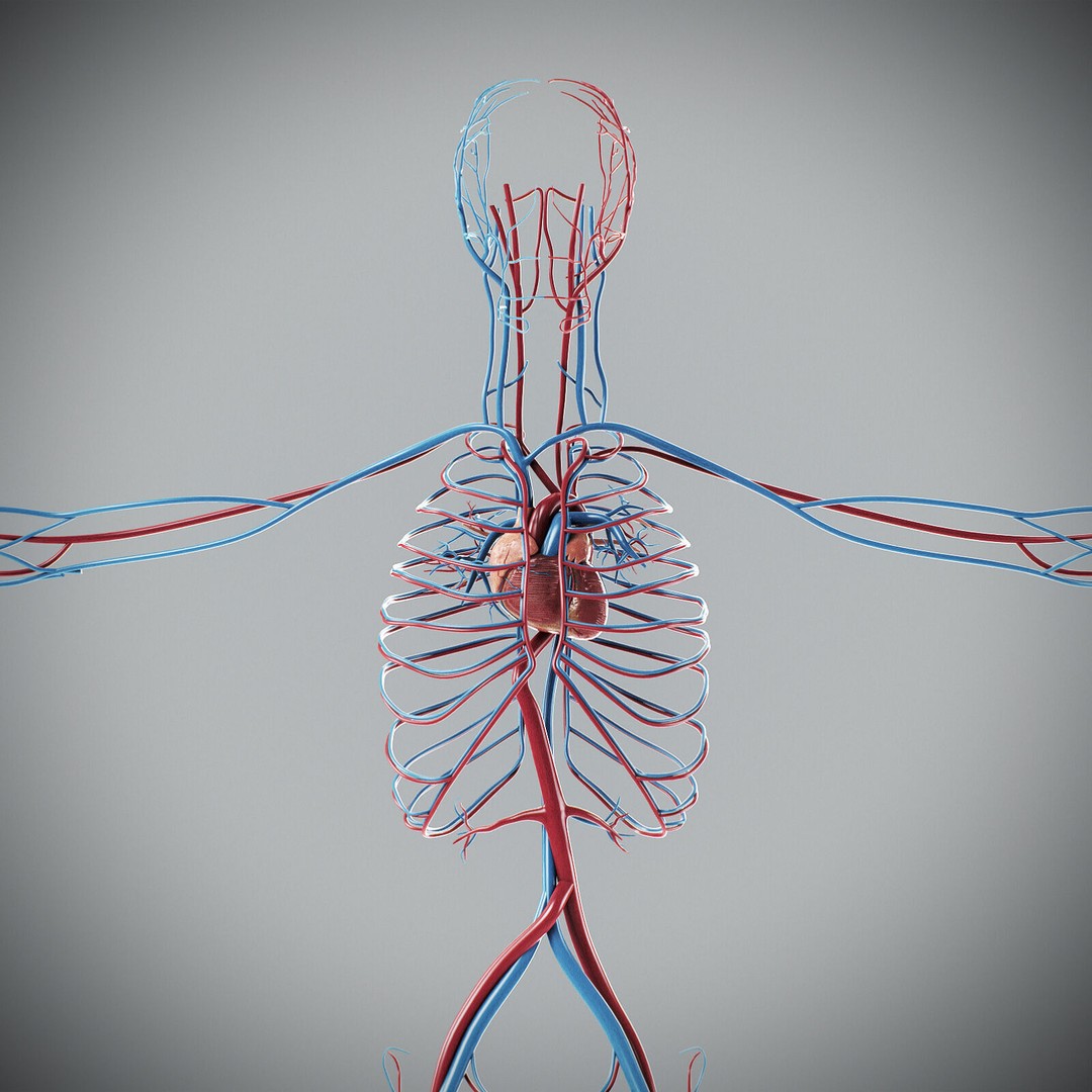 Human Male Anatomy 3D Model – Detailed Anatomical Systems, FBX, OBJ - View 51