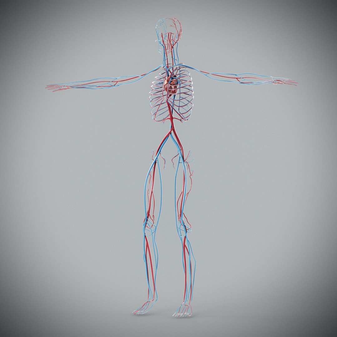 Human Male Anatomy 3D Model – Detailed Anatomical Systems, FBX, OBJ - View 52