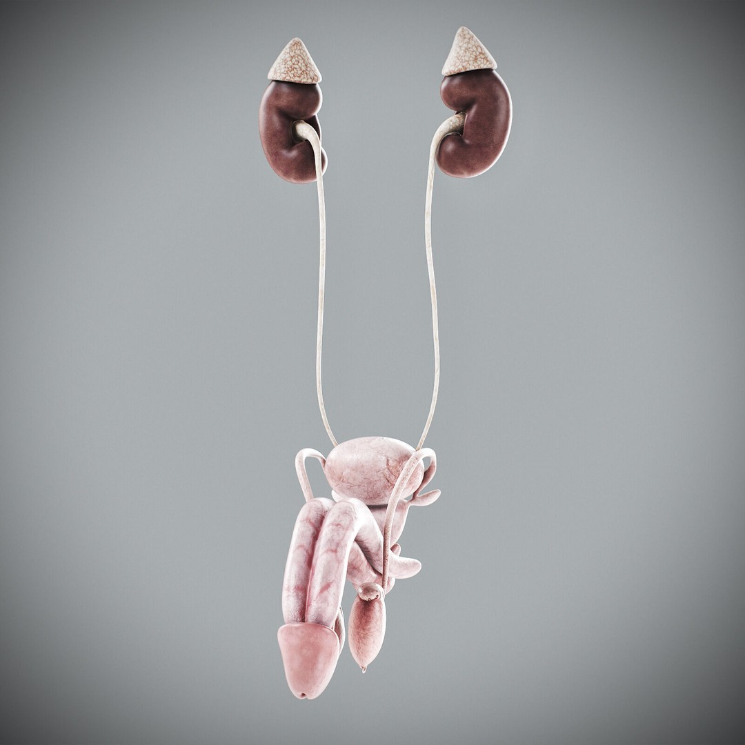 Human Male Anatomy 3D Model – Detailed Anatomical Systems, FBX, OBJ - View 55