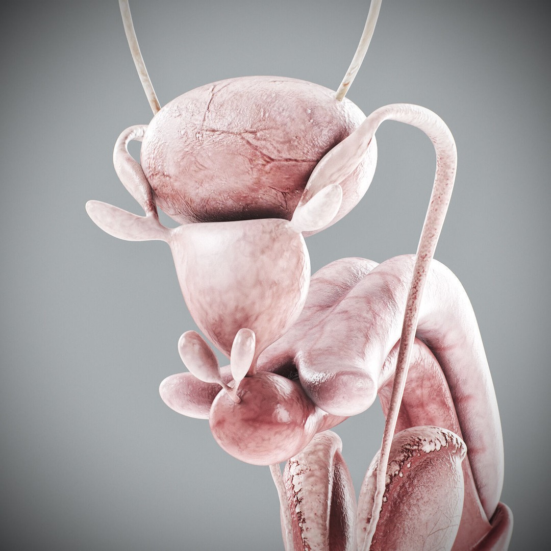 Human Male Anatomy 3D Model – Detailed Anatomical Systems, FBX, OBJ - View 56