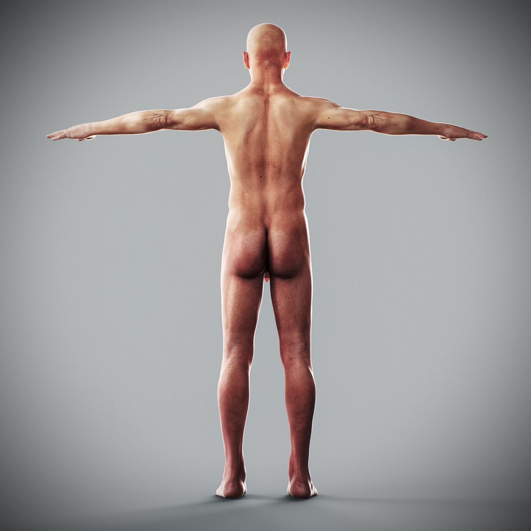 Human Male Anatomy 3D Model – Detailed Anatomical Systems, FBX, OBJ - View 6