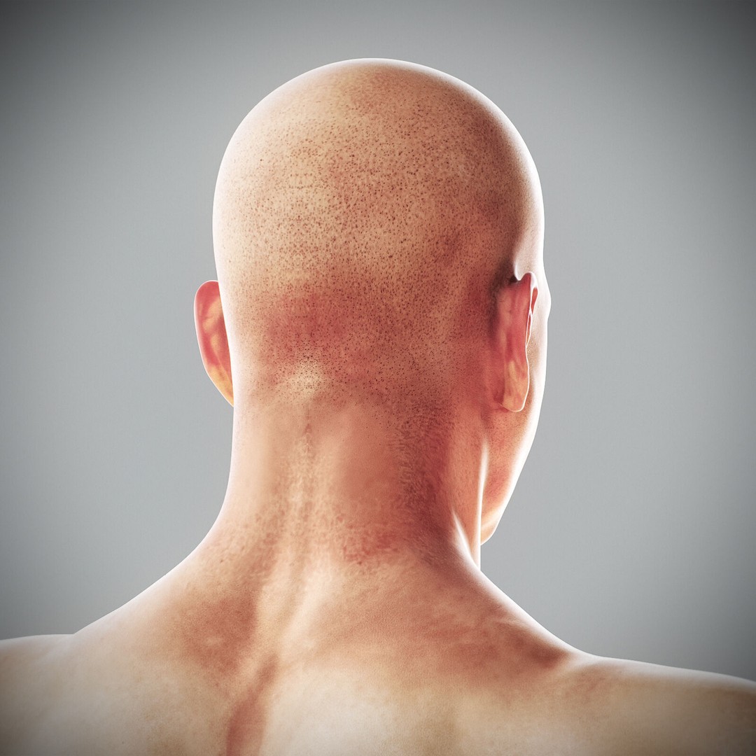 Human Male Anatomy 3D Model – Detailed Anatomical Systems, FBX, OBJ - View 60