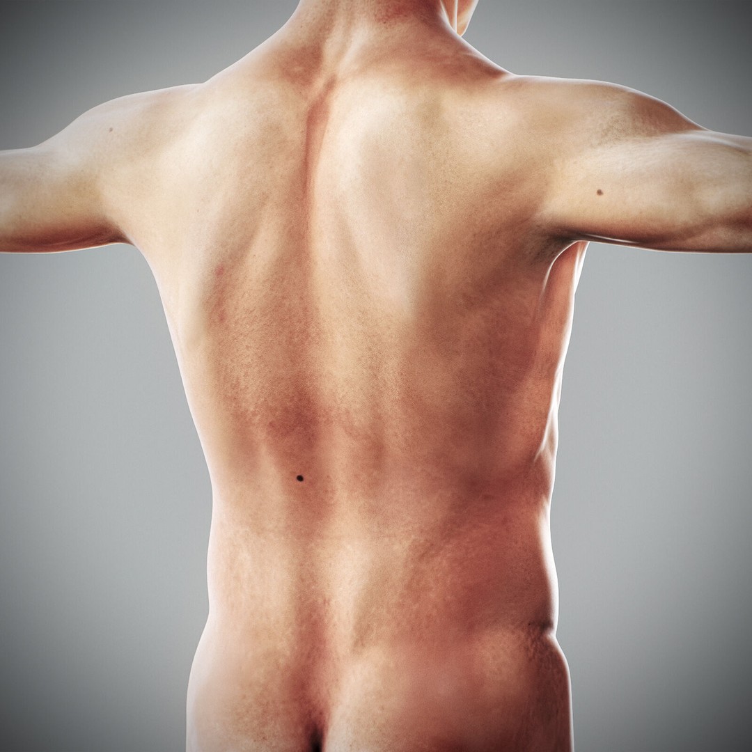 Human Male Anatomy 3D Model – Detailed Anatomical Systems, FBX, OBJ - View 62