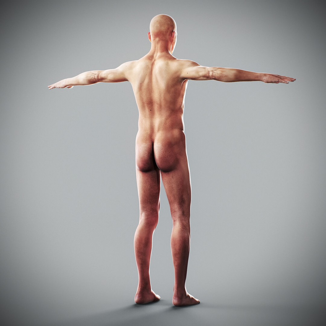 Human Male Anatomy 3D Model – Detailed Anatomical Systems, FBX, OBJ - View 68
