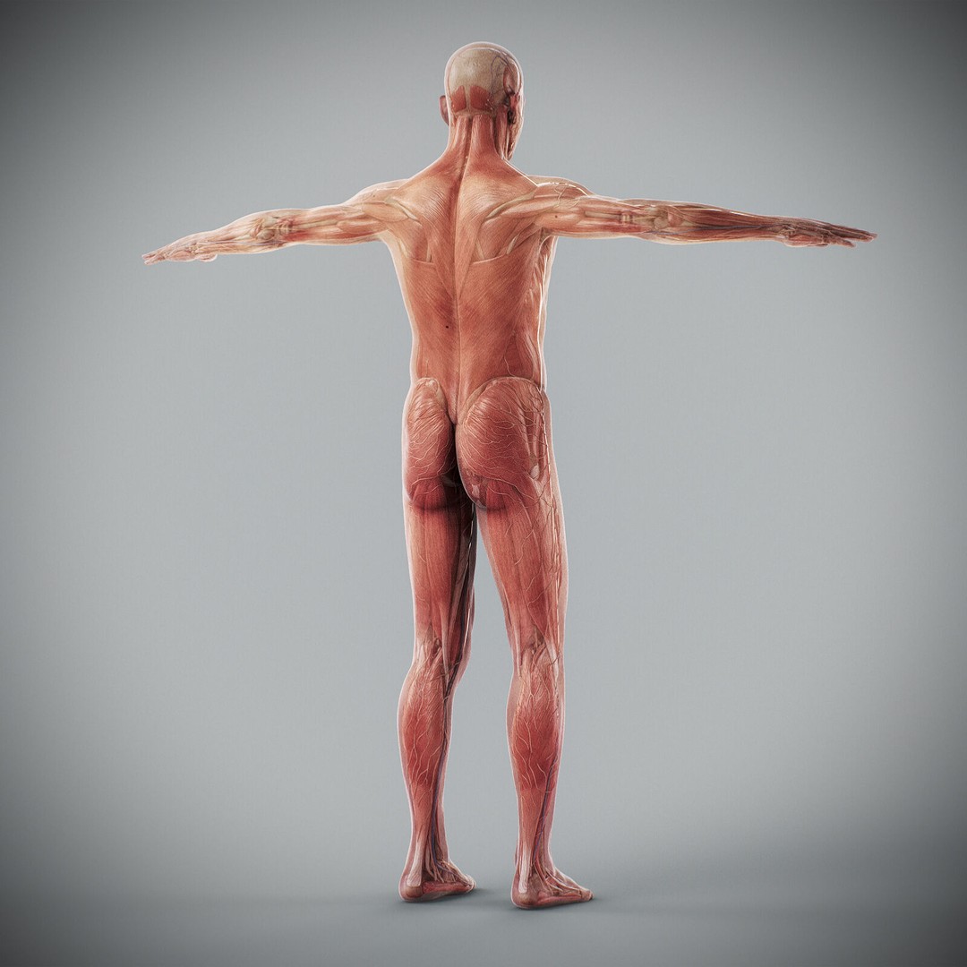 Human Male Anatomy 3D Model – Detailed Anatomical Systems, FBX, OBJ - View 69