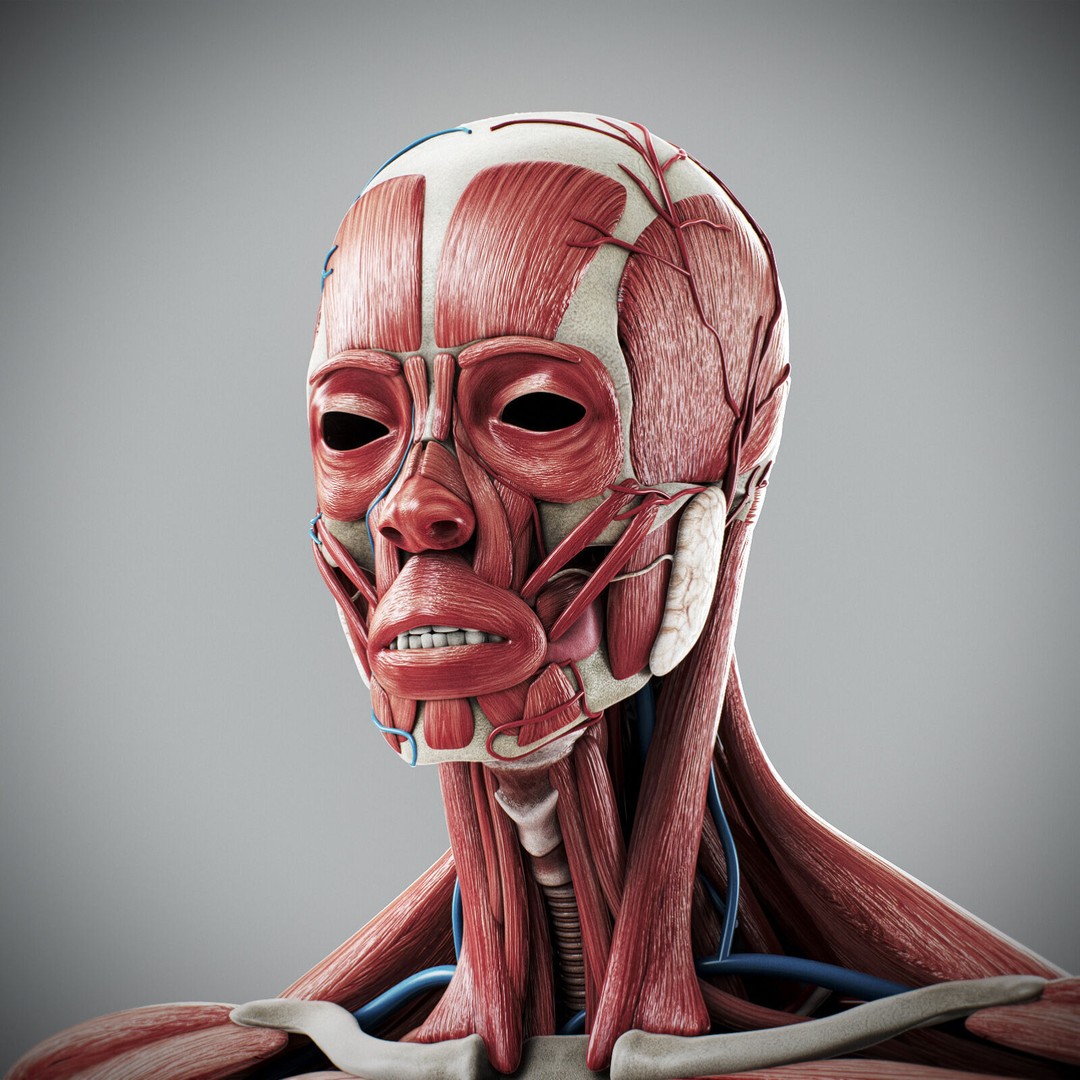 Human Male Anatomy 3D Model – Detailed Anatomical Systems, FBX, OBJ - View 7