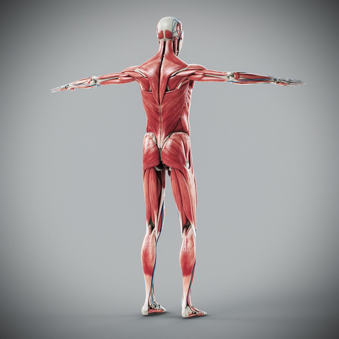 Human Male Anatomy 3D Model – Detailed Anatomical Systems, FBX, OBJ - View 70
