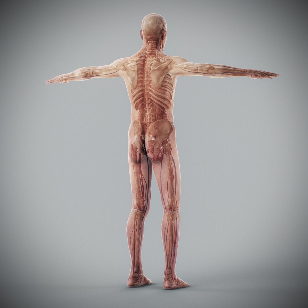 Human Male Anatomy 3D Model – Detailed Anatomical Systems, FBX, OBJ - View 71