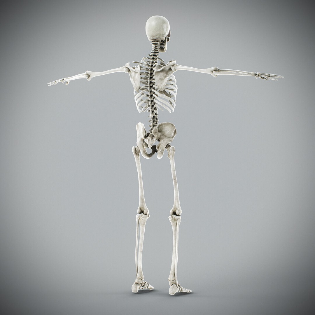 Human Male Anatomy 3D Model – Detailed Anatomical Systems, FBX, OBJ - View 72