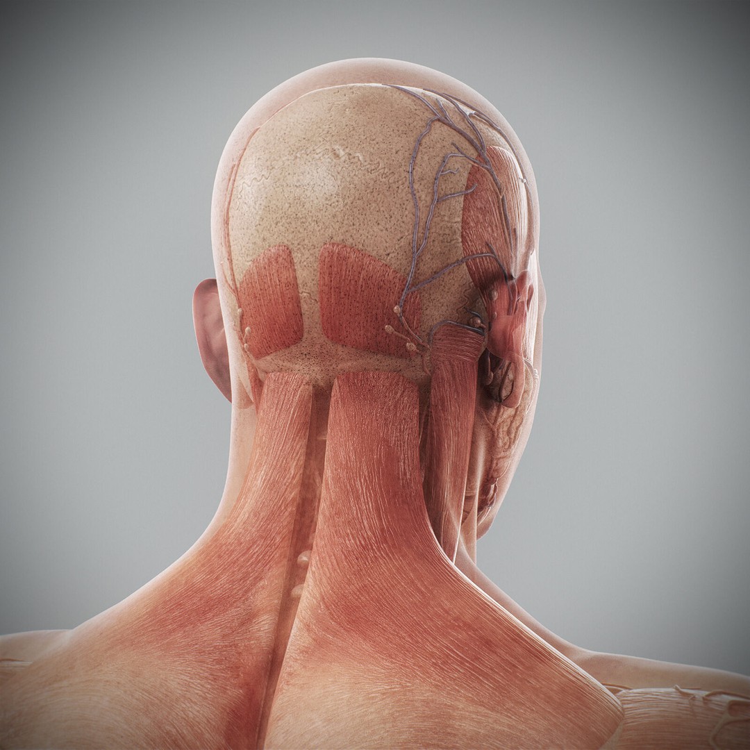 Human Male Anatomy 3D Model – Detailed Anatomical Systems, FBX, OBJ - View 73