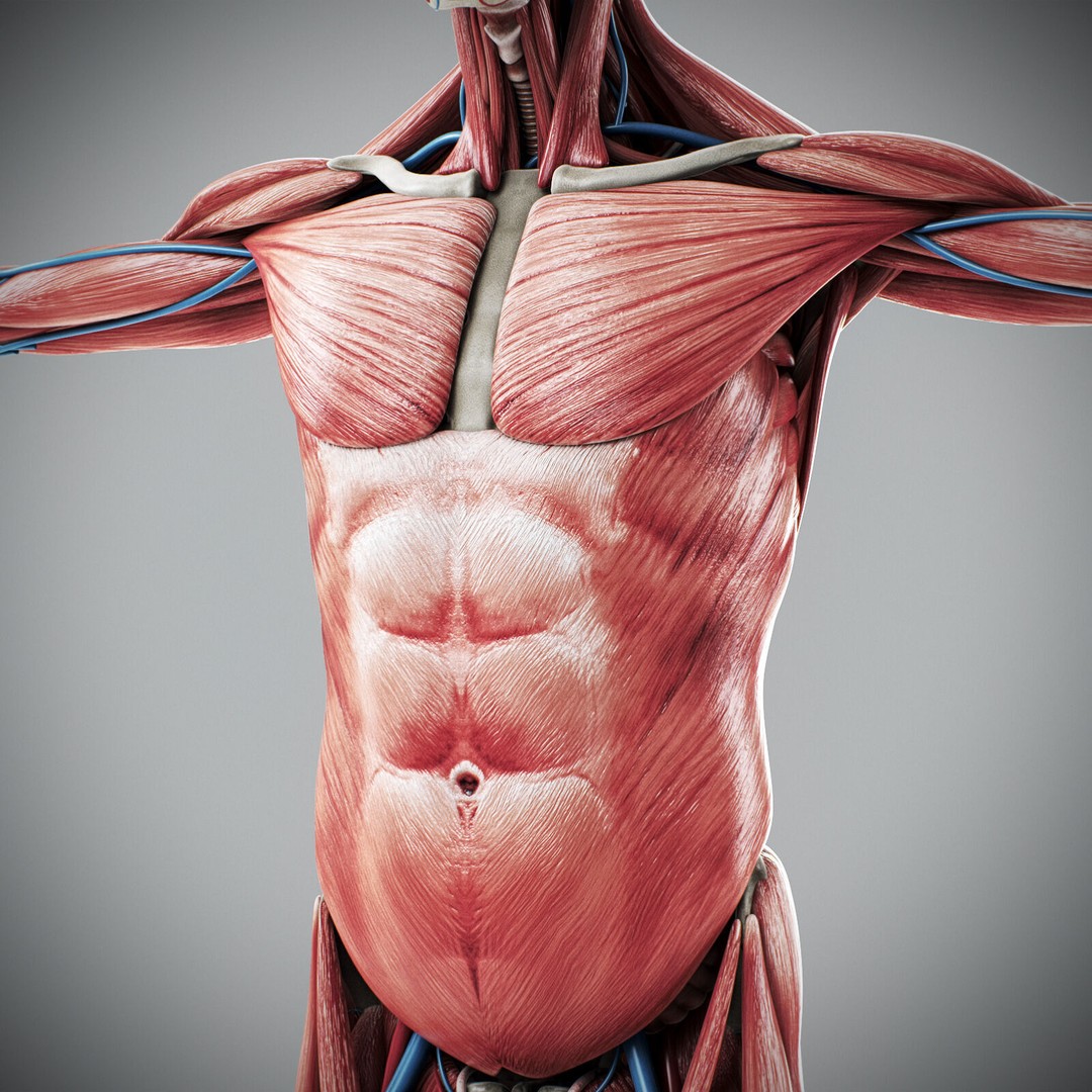 Human Male Anatomy 3D Model – Detailed Anatomical Systems, FBX, OBJ - View 75