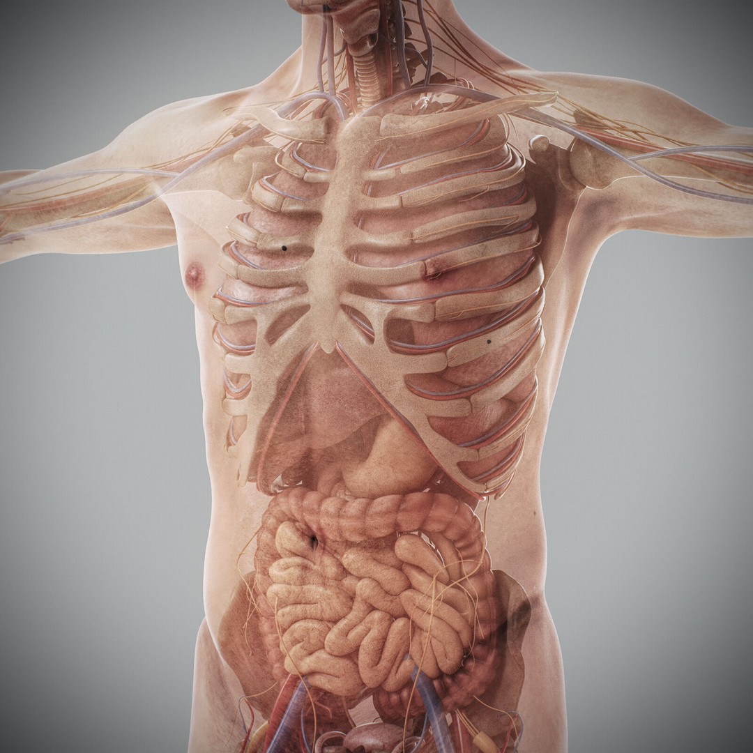 Human Male Anatomy 3D Model – Detailed Anatomical Systems, FBX, OBJ - View 76