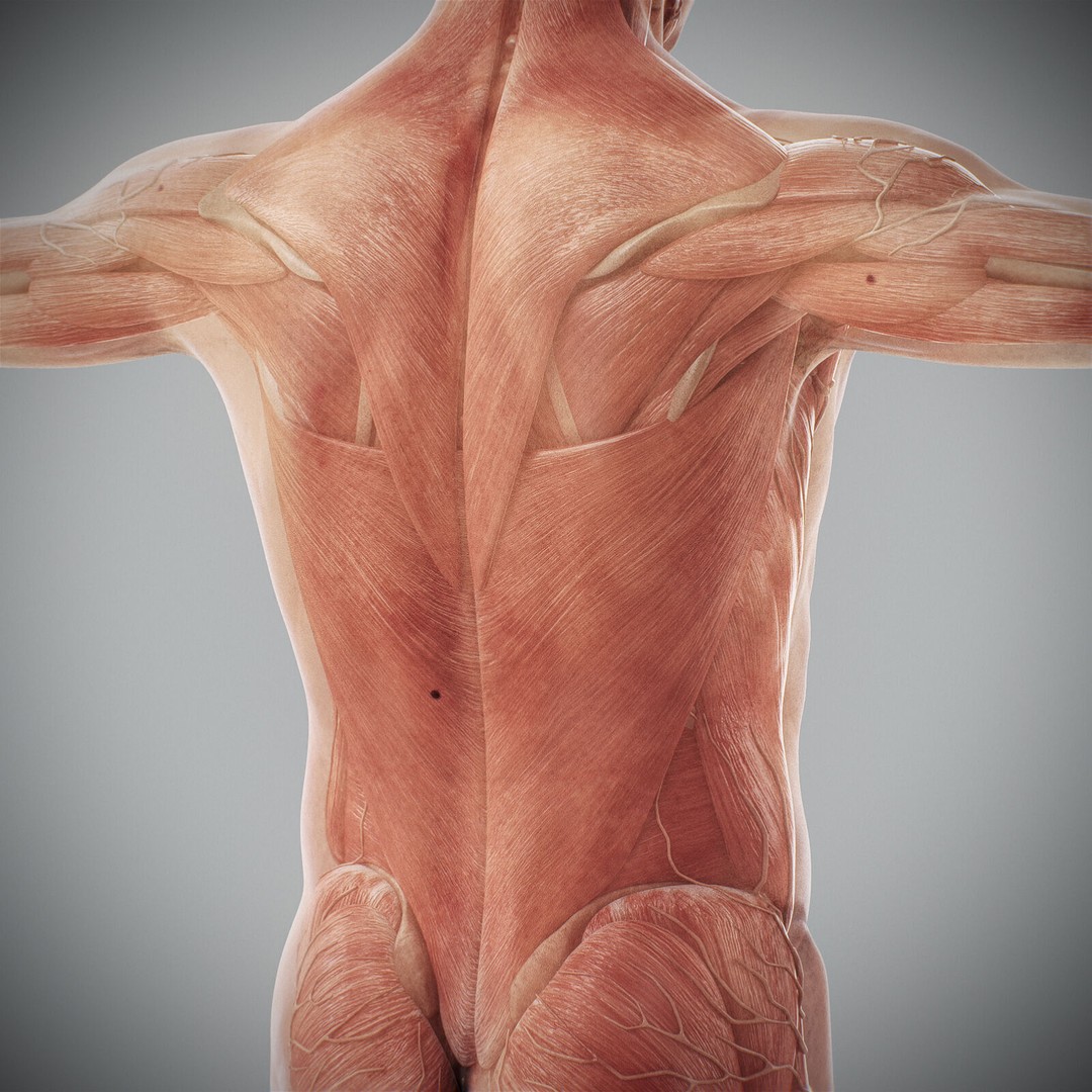 Human Male Anatomy 3D Model – Detailed Anatomical Systems, FBX, OBJ - View 77