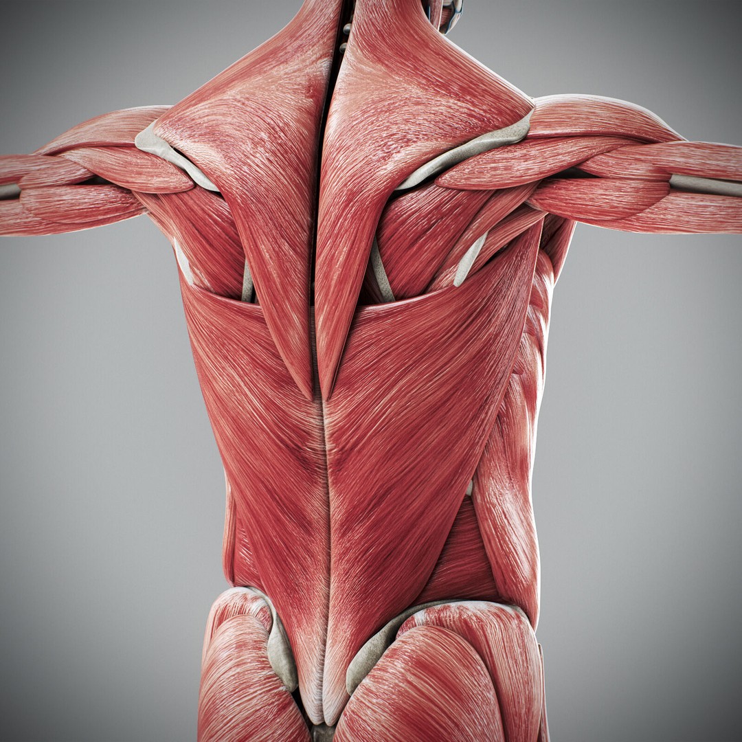 Human Male Anatomy 3D Model – Detailed Anatomical Systems, FBX, OBJ - View 78