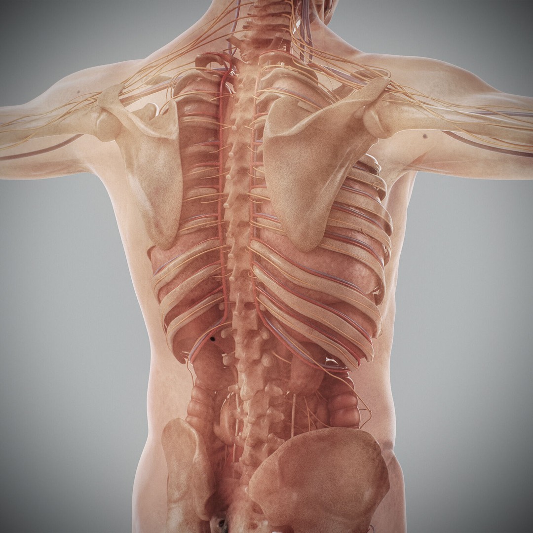 Human Male Anatomy 3D Model – Detailed Anatomical Systems, FBX, OBJ - View 79
