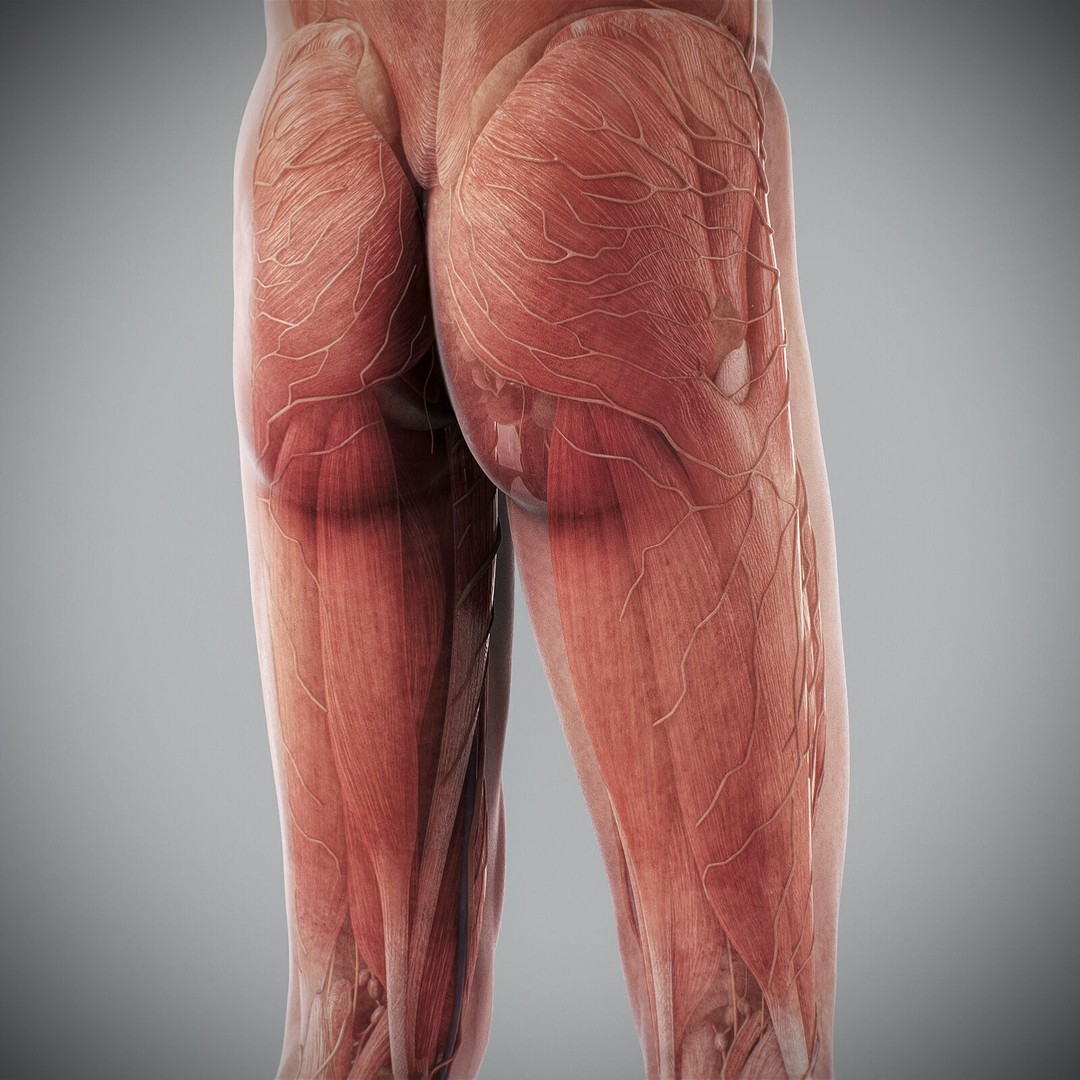Human Male Anatomy 3D Model – Detailed Anatomical Systems, FBX, OBJ - View 82