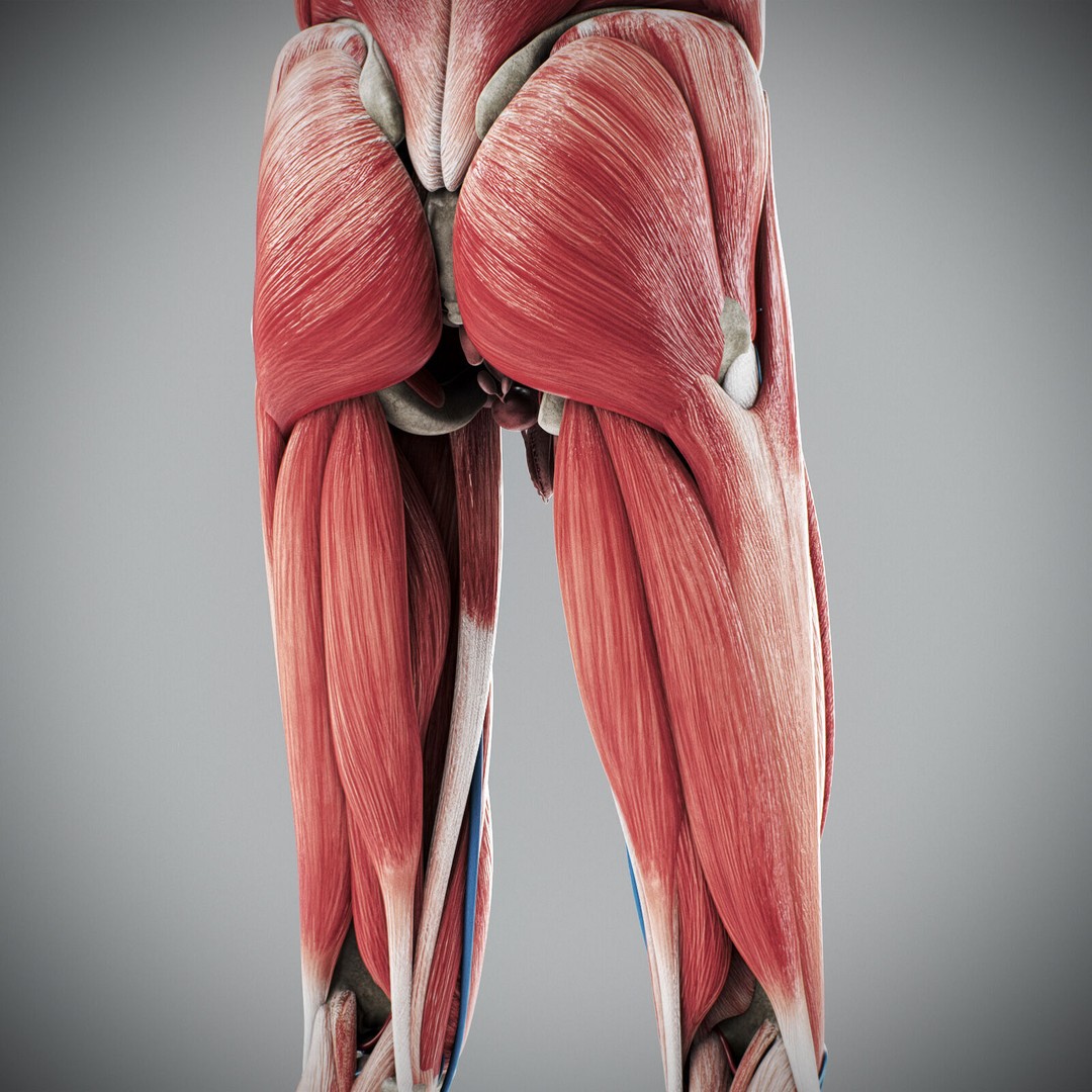 Human Male Anatomy 3D Model – Detailed Anatomical Systems, FBX, OBJ - View 83