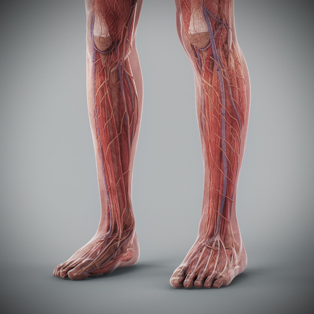 Human Male Anatomy 3D Model – Detailed Anatomical Systems, FBX, OBJ - View 84