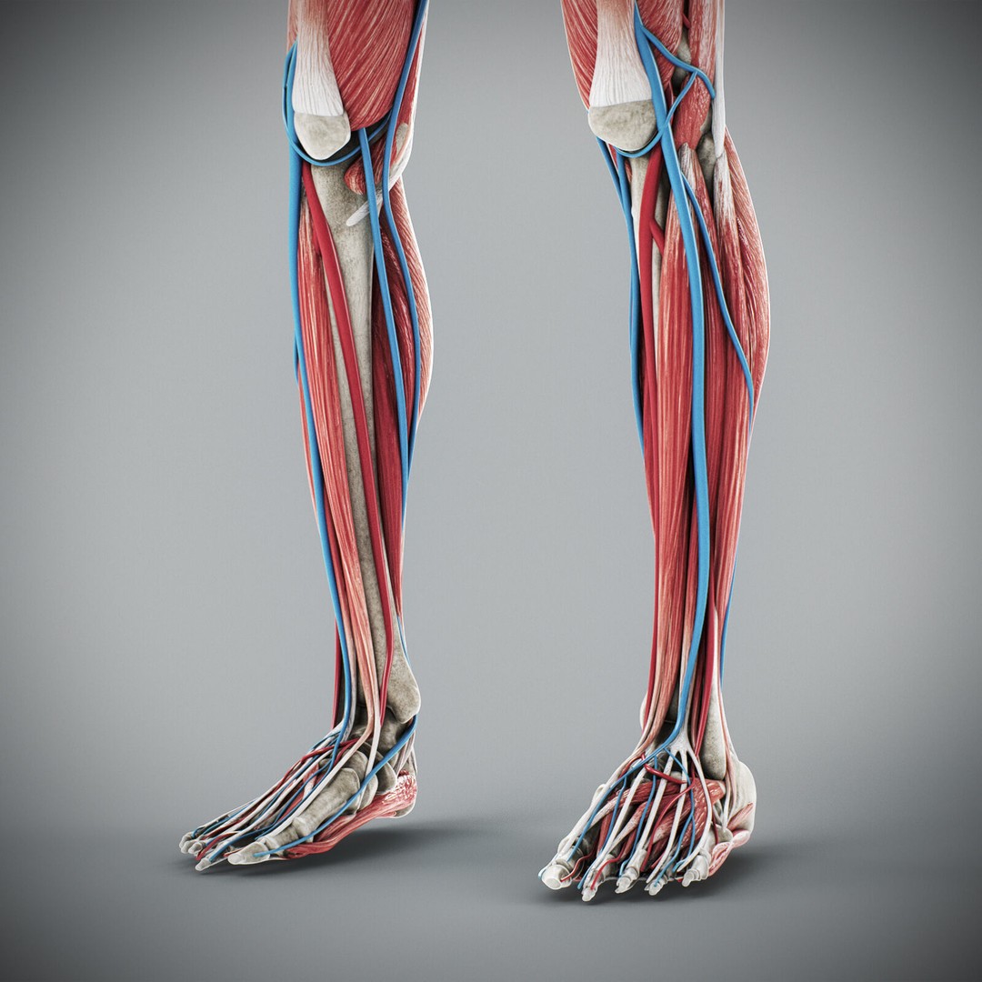Human Male Anatomy 3D Model – Detailed Anatomical Systems, FBX, OBJ - View 85