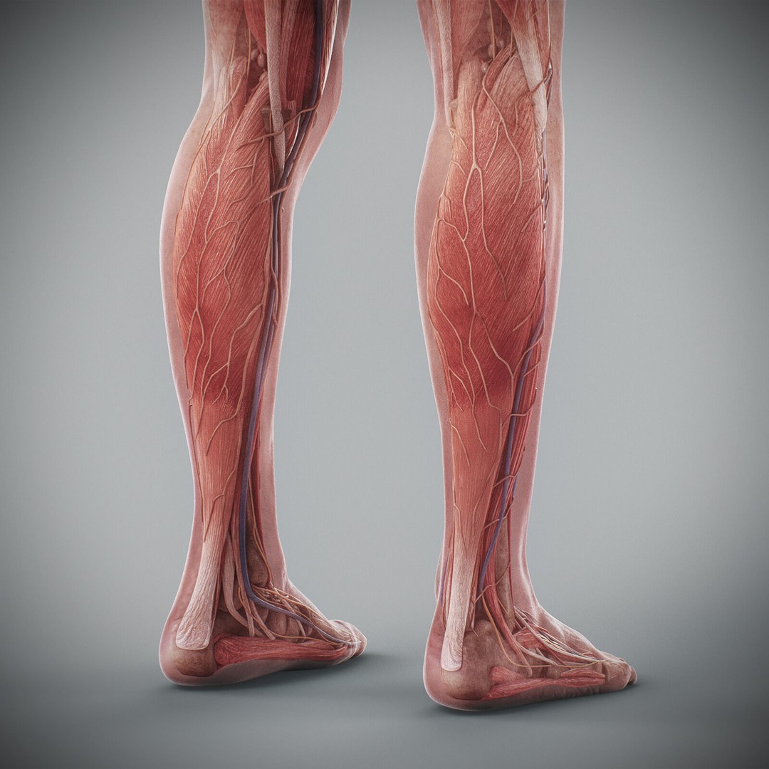 Human Male Anatomy 3D Model – Detailed Anatomical Systems, FBX, OBJ - View 86