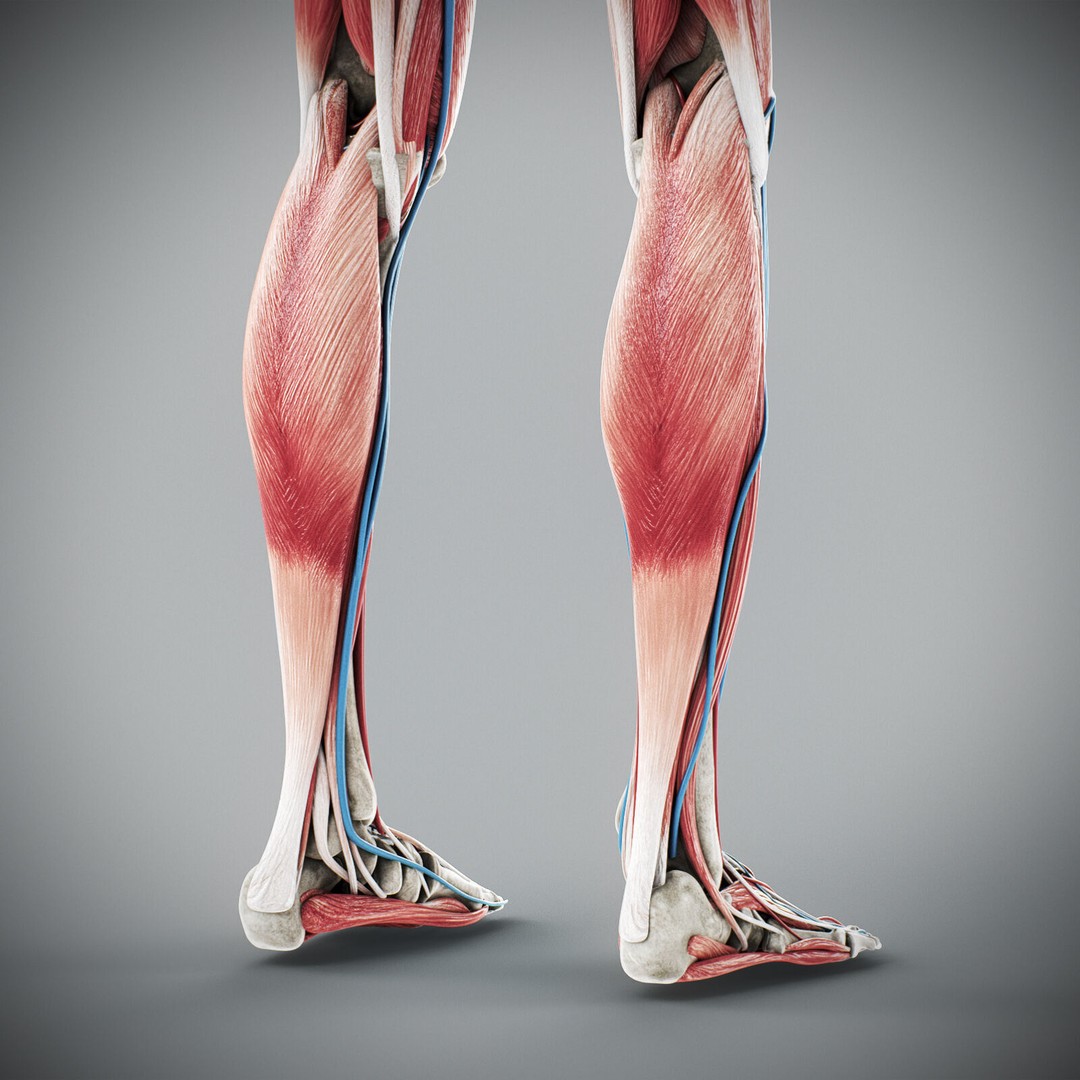 Human Male Anatomy 3D Model – Detailed Anatomical Systems, FBX, OBJ - View 87