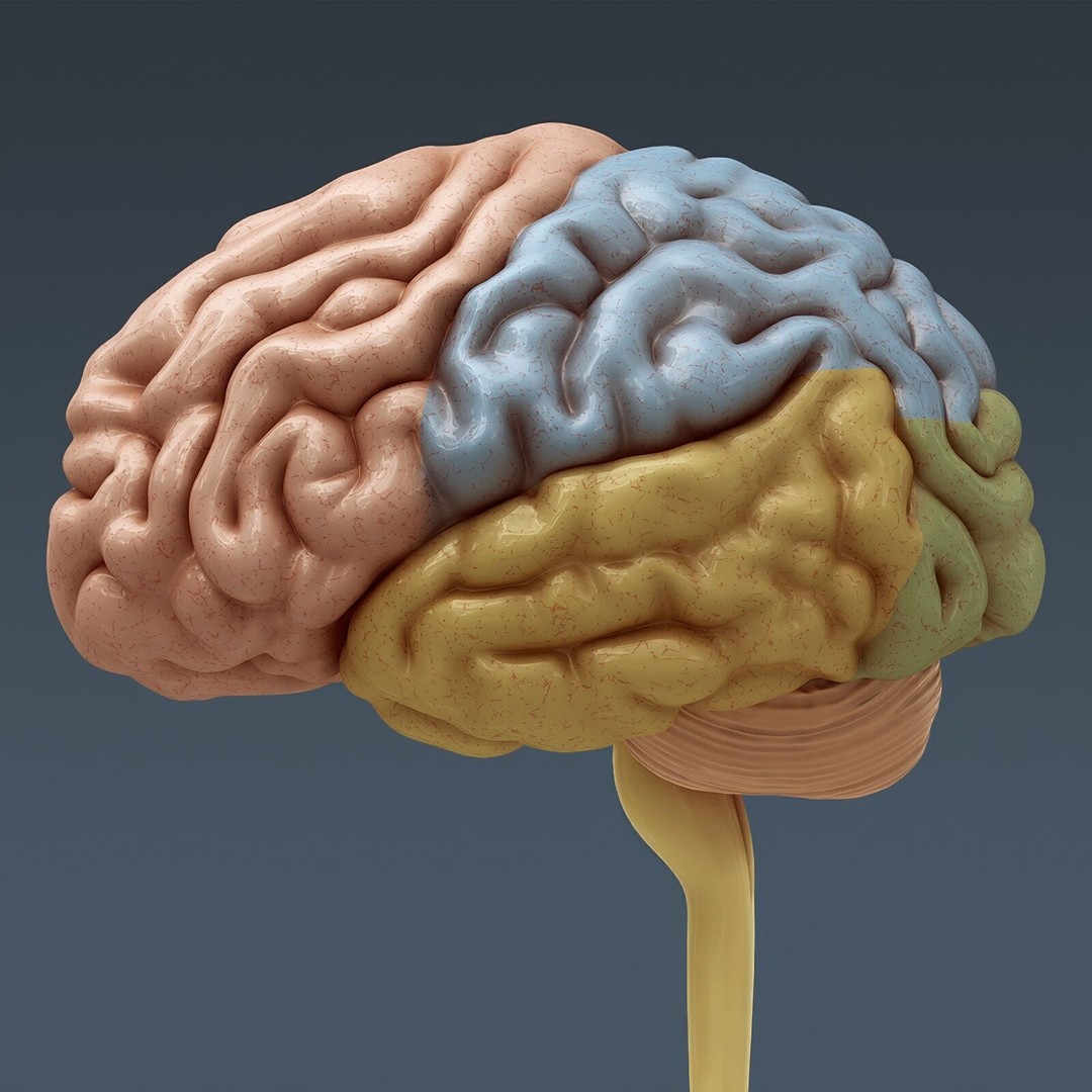Human Male Anatomy 3D Model – Detailed Anatomical Systems, FBX, OBJ - View 88