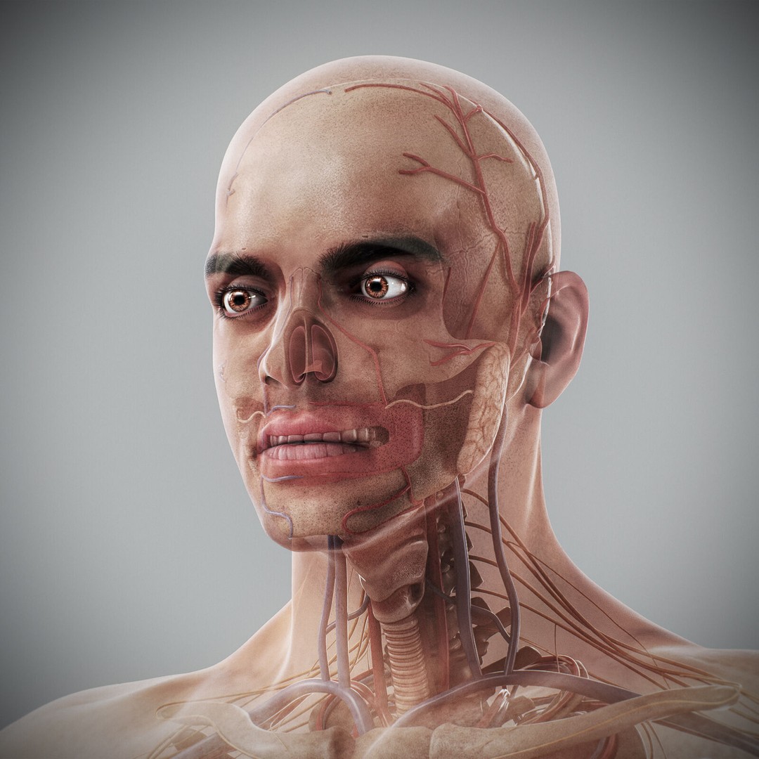 Human Male Anatomy 3D Model – Detailed Anatomical Systems, FBX, OBJ - View 92