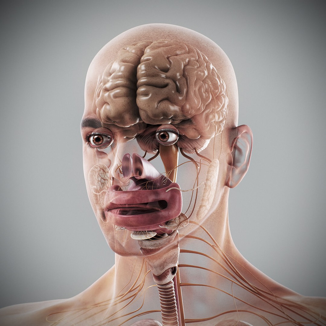 Human Male Anatomy 3D Model – Detailed Anatomical Systems, FBX, OBJ - View 93