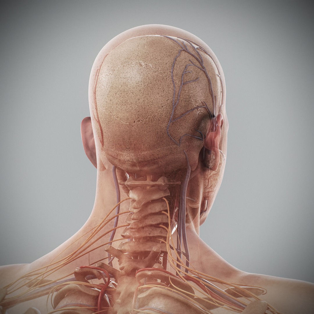 Human Male Anatomy 3D Model – Detailed Anatomical Systems, FBX, OBJ - View 94