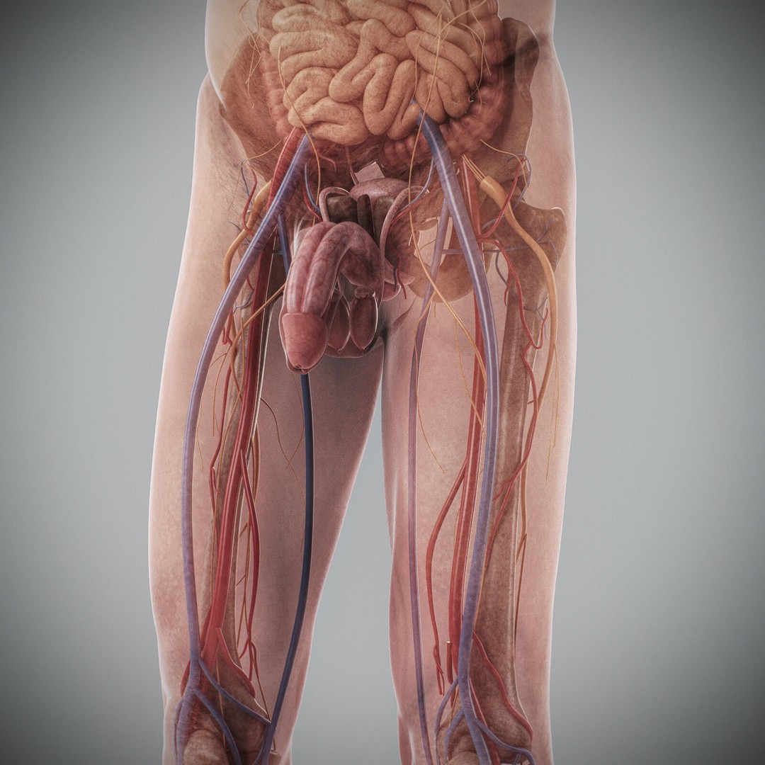 Human Male Anatomy 3D Model – Detailed Anatomical Systems, FBX, OBJ - View 95